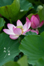 腾龙（Tamron）A057S 150-500mm F/5-6.7 Di III VC VXD防抖 拍鸟体育超长焦索尼全画幅微单镜头(索尼全幅E口) 实拍图