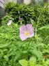 蒂佳婷（Dr.Jart）【ZO&FRIENDS联名】蓝绿丸2.0补水面膜25片院线水光修护生日礼物 实拍图