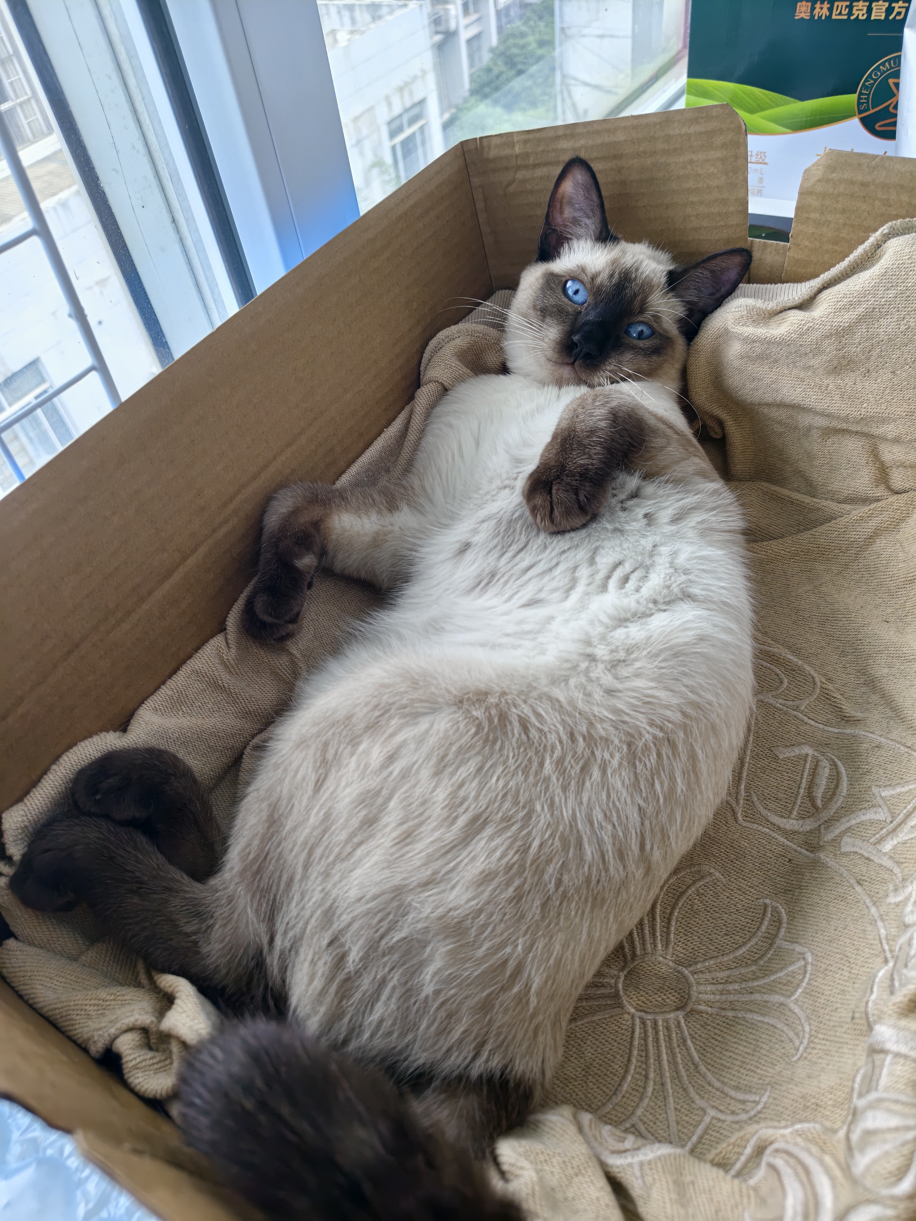麦富迪 猫粮 奶弗羊奶鲜肉天然全价奶糕粮无谷低敏营养易吸收离乳期猫粮 幼猫3kg 实拍图