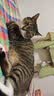 N1 爱宠爱猫n1混合猫砂6.5kg进口钠基矿砂混合1.5mm豆腐砂易结团可冲厕所 实拍图