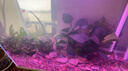 森森（SUNSUN）超白鱼缸一体缸自循环客厅水族箱桌面家用懒人免换水小型金鱼缸 超白HEJ480标配+水榕景 实拍图