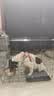 贝初众狗笼子大中小型犬带厕所折叠便携猫笼子超大号狗狗围栏宠物笼 黑色70*50*60cm【25斤内】 托盘+脚垫 折叠免安装 实拍图