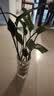 种花迷水培天堂鸟盆栽花卉植物室内客厅绿植面鹤望兰吸甲醛四季好养活 精品水培天堂鸟50-60厘米3棵【不含瓶】 实拍图