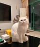 海洋之星 冻干双拼猫粮宠物全价成猫幼猫粮试吃100g 实拍图
