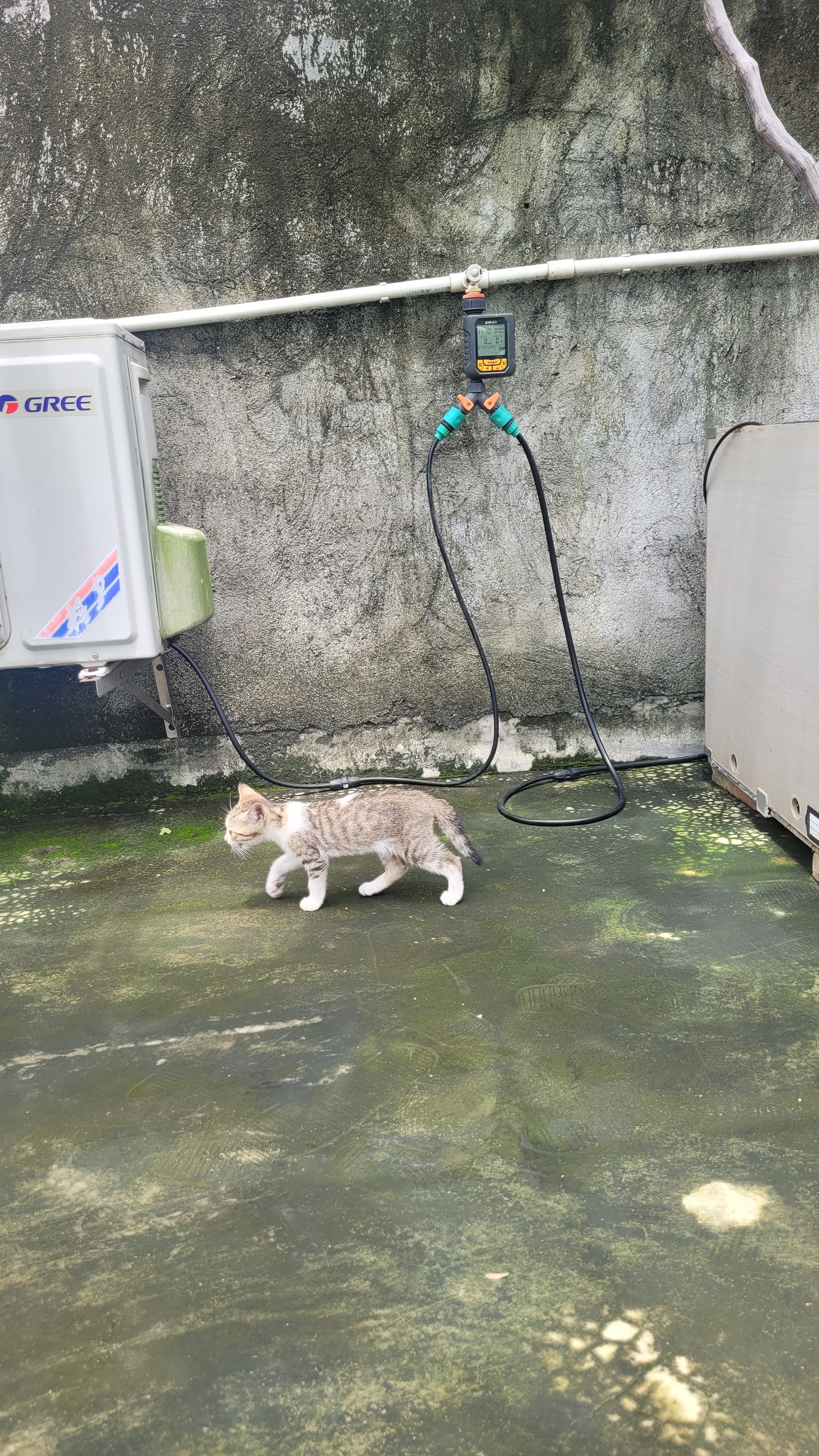 甜浪海猫碗双碗自动喂食器不锈钢狗盆幼猫吃饭喝水防打翻饮水机宠物食盆 实拍图