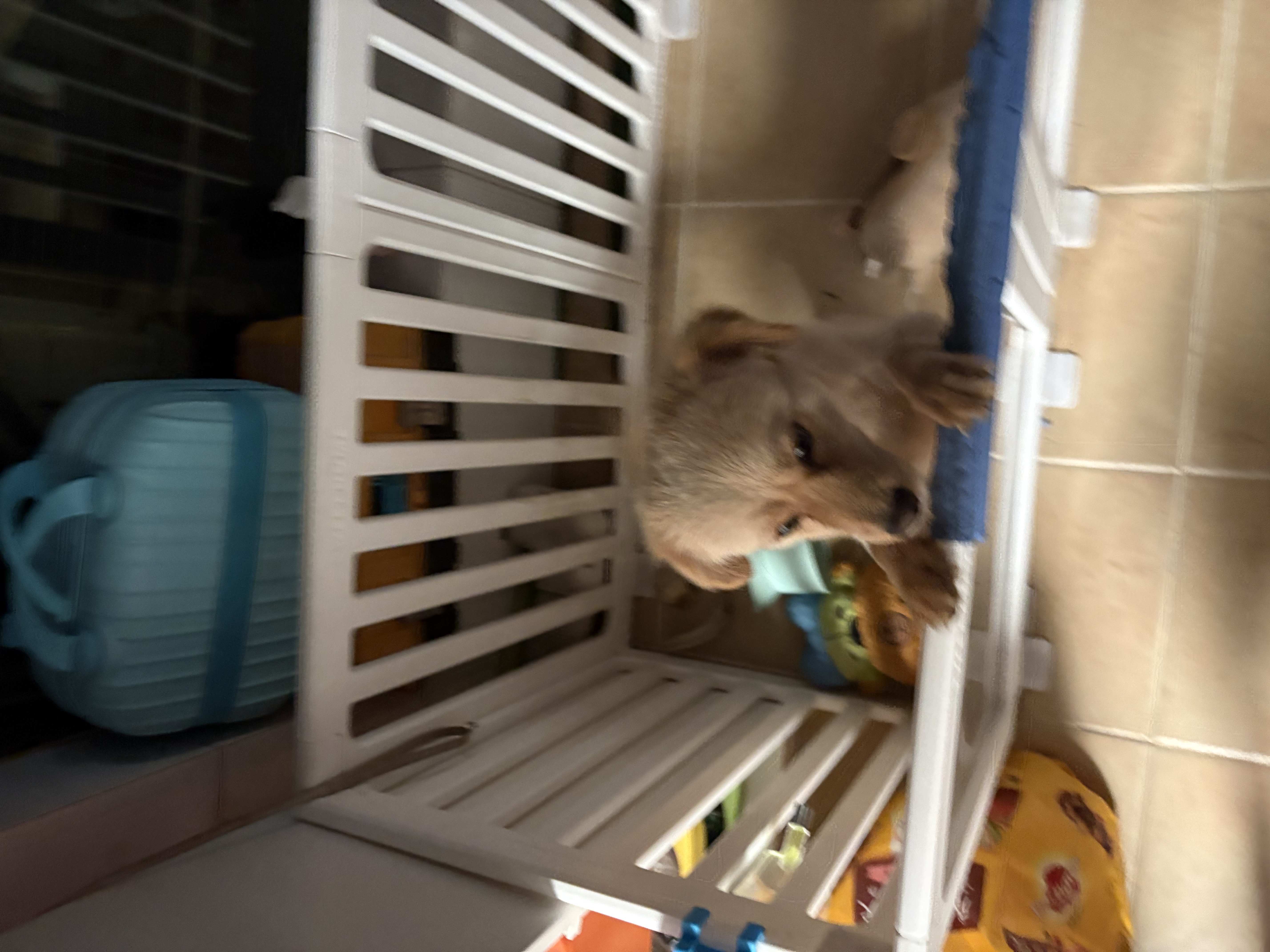 狮王艾宠幼猫犬用宠物沐浴露除臭味温和低刺激香皂香替换装180ml 实拍图