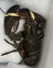 喵和渔【活鲜】鲜活波士顿龙虾大龙虾波龙加拿大进口虾类活虾海鲜生鲜 500-550g/一只 实拍图