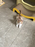 喵先生猫包外出大号宠物包太空舱猫咪背包便携包猫狗双肩包猫包车载箱包 卡其棕 实拍图