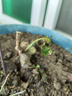 玫瑰花苗老桩绿植物盆栽月季蔷薇老根室内外阳台庭院特大花卉四季 54红龙（老桩爬藤苗四季开花） 实拍图