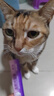 喵铮铮【新品试吃】高鲜肉全价主食猫条鸽肉兔肉营养湿粮补水罐头猫零食 高鲜肉猫条&鲜兔鲍汁 12g*5根 实拍图
