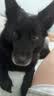 麦富迪狗粮 无谷牛肉双拼狗粮成犬小型犬比熊贵宾缓解泪痕 10kg/20斤 实拍图