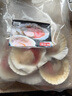富海锦鲜汁半壳虾夷扇贝540g 8-10只无沙火锅烧烤食材 海鲜生鲜贝类送礼 实拍图