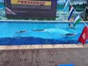 WATERTIME/水川 浮潜面罩潜水镜全干式呼吸管儿童成人游泳潜水装备 实拍图