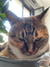 pidan猫砂 天然钠基颗粒猫砂2.4kg*4包 矿砂结团迅速吸水性好低尘 实拍图