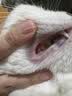 胖猫宠物超声波洁牙器大小型狗狗爱犬猫牙结石去除器牙垢神器家用动物刮除牙渍异味电动牙缝工具机仪器 豪华黑丨4个头+保护罩+墙架+口镜+小工具 实拍图