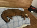 德尔玛（Deerma）【价保618】热销50万台DX700pro家用吸尘器 地毯式两用小型强力大功率吸尘 宠物除毛吸猫毛 实拍图