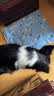 憨憨乐园宠物冰垫狗狗垫子防水夏季降温猫咪凉席泰迪金毛中小型犬用品 XL 实拍图