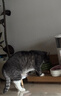 自然光环Halo猫粮成猫 美国进口 纯鲜肉 美毛护肤成猫粮鸡肉味6磅*2 实拍图