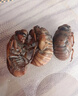 汇尔康2026新鲜知了猴金蝉爬叉100只生鲜知了龟唐僧肉速冻 【甄选大号】知了猴100只 实拍图