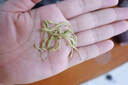 玉滋堂特级金银花茶搭菊花茶去火清热解官毒方正品非中药材3罐装 实拍图