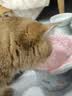 lorde里兜蜂蜜猫用猫咪漱口水洁齿水无需牙刷防牙结石改善口臭300ml 实拍图