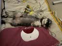 海洋之星 主食冻干双拼狗粮小型犬中大型犬成犬幼犬粮10kg 实拍图