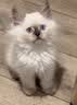 网易严选全价猫粮4.0 主粮成幼猫驼羊奶易消化促吸收 鸡肉羊奶味1.5kg*4袋 实拍图
