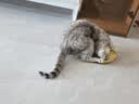 疯狂的主人猫玩具猫咪薄荷仿真鱼逗猫棒自嗨解闷消耗体力磨牙神器猫宠物用品 实拍图