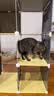 蔻丝猫笼子隔离厕所一体适合大猫透明猫别墅大号家用猫柜 实拍图