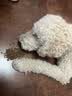 网易严选犬粮 小型犬酸奶狗粮幼成犬通用 促进消化 50g*2 实拍图