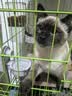 【京东快递】猫咪饮水机兔子食盆狗狗挂式水壶自动喂食喂水器 绅士灰-饮水器+喂食器/吃喝无忧 实拍图