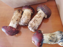 【京东空运】云南新鲜菌菇组合煲汤打边炉菌火锅炖汤蘑菇多种菌菇 七彩鲜菌组合净重1500g 实拍图