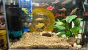 HANYANG溪河沙水草鱼缸造景底砂免搓洗溪流粗沙化妆沙龟缸水族养鱼用2斤 实拍图