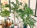 美益棵鲜花保鲜剂营养液250ml鲜切花玫瑰百合通用花店专用醒花促开花 实拍图