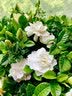 花翁栀子花盆栽四季开花卉大全树苗室内绿植好养易活茉莉花源头直发 实拍图