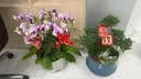 Only you【2小时达】蝴蝶兰带花苞花剑花盆真兰花盆栽开业生日礼物 7株粉色（瓷盆随机） 实拍图