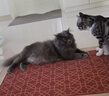 自然光环Halo猫粮成猫 美国进口 纯鲜肉 美毛护肤成猫粮鸡肉味6磅/2.72kg 实拍图
