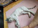 麦富迪猫粮 冻干鲜粮高蛋白成幼猫粮美毛亮毛 三文鱼鸡肉5.4kg 实拍图