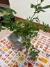 果汁阳台月季花苗四季开花卉盆栽绿植物室内花易活玫瑰带花苞庭院 海神王【大花浓香，月月开分枝多】 【带花苞】【盆口径15cm】原盆冠25高35 实拍图