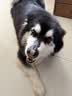 皇家狗粮 成犬狗粮 犬粮 宠物大型犬 GR26全价犬粮≥15月15KG 实拍图