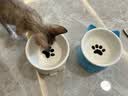 憨憨乐园猫碗陶瓷猫粮双碗斜口狗碗狗盆狗粮宠物幼猫咪吃饭食盆喝水喂食 实拍图