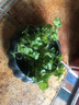 意轩铜钱草水培盆栽室内室外花卉金钱草绿植吸绿植花草植物 1盆【100根茎带叶发货不含盆】 实拍图