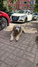 皇家狗粮 拉布拉多老年犬狗粮 宠物大型犬 SLR30 全价犬粮≥5岁 3KG 实拍图