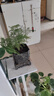 文竹盆栽绿植花卉盆景植物室内客厅水培文松云竹文竹大苗四季常青 小文竹【3棵性价比高】原土球发货 高度15-25cm 实拍图