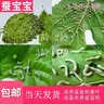 沃绣 蚕宝宝当天发货 活蚕宝宝蚕卵小蚕彩色蚕新鲜桑叶学生养蚕套装 3龄蚕30条+透气盒+桑叶 实拍图