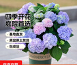 绣球花苗无尽夏带花苞四季开花绣球花盆栽庭院好养花卉植物室内花 无尽夏【大花绣球-无尽星河】 精品大苗【花期带花苞】原盆宽18cm高45cm 实拍图