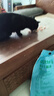 凯锐思猫罐头 猫零食猫湿粮红肉罐头幼猫成猫罐头【囤货装】170g*48 实拍图