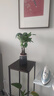 发财树盆栽大植物室内办公室桌面客厅小盆景招财树苗绿植花卉盆栽 三杆发财树 5-8cm【繁星吸水盆】 【送肥料】 实拍图
