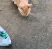 宝诺滋猫粮全价全期无谷猫粮成猫幼猫专用猫粮高蛋白鲜肉粮赠猫粮试用装 【限量抢购】试吃装50g*5袋 实拍图