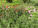 安井鱼籽炸鱼蛋 200g/包  锁鲜装 火锅麻辣烫关东煮  速食熟食方便菜 实拍图